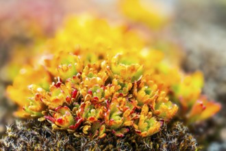 Draba, Brassiacaceae, Spitsbergen, Svalbard