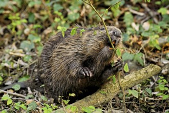 Eurasian beaver, European beaver (Castor fibre), eating leaves on the bank of a stream, Canton Zug,
