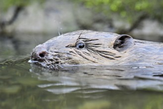 Eurasian beaver, European beaver (Castor fibre), swimming in a stream, Canton Zug, Switzerland