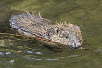 Eurasian beaver, European beaver (Castor fibre), swimming in a stream with a branch in its mouth,