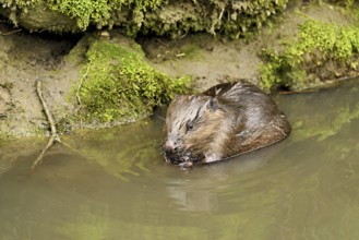 Eurasian beaver, European beaver (Castor fibre), feeding in the water, Canton Zug, Switzerland