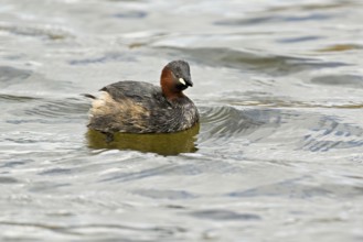 Red-breasted merganser (Mergellus albellus), adult swimming, Flachsee nature reserve, Canton
