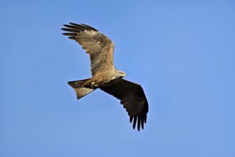 Black Kite (Milvus migrans), in flight, lower view, Flachsee nature reserve, Freiamt, Canton