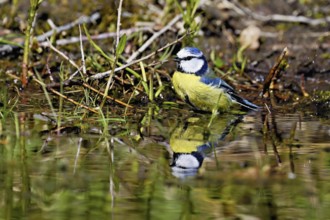 Blue tit (Cyanistes caeruleus) bathing in the shallow water of a stream, Flachsee nature reserve,