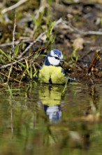 Blue tit (Cyanistes caeruleus) bathing in the shallow water of a stream, Flachsee nature reserve,