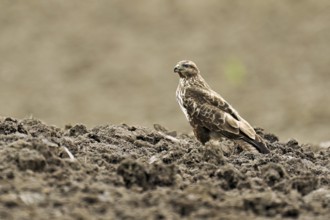 Common buzzard (Buteo buteo), standing in a field, Flachsee nature reserve, Freiamt, Canton Aargau,