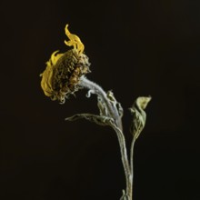 A dried sunflower stands elegantly with its withered petals and textured stem, capturing the beauty