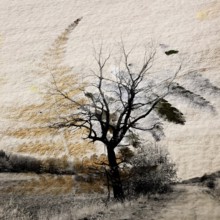 A lone tree rises amid a barren winter landscape in Auvergne, France. The stark branches create a