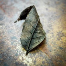 A dried autumn leaf rests on a textured, rusty surface, showcasing its intricate vein patterns and