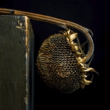 A dried sunflower with dark seeds and brown petals leans against a weathered surface. The contrast