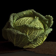 A fresh cabbage is presented on a dark surface, highlighting its layered leaves and intricate