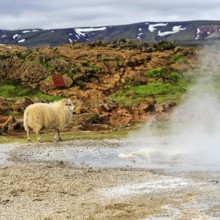 Free-range sheep, sulphur vapour, Hveravellir geothermal area, Icelandic highlands, Suðurland,