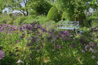 Allium blossom in the district educational garden, Burgsteinfurt, Münsterland, North