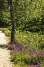 Heather on Brownsea Island, Poole, Dorset, England, United Kingdom
