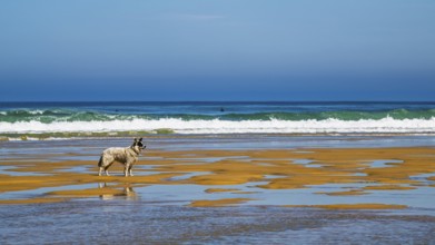 Dog on Contis beach, Saint Julien en Born, Saint-Julien-en-Born, Landes, France