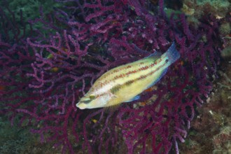 Peacock wrasse (Symphodus tinca) swimming in front of a bright purple Violescent sea-whip
