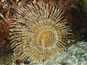 Beige screw scabbard (Sabella spallanzanii) in radial pattern on the seabed in the Mediterranean