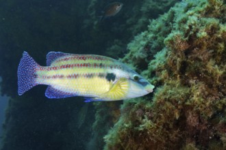 Fish with blue and yellow scales, peacock wrasse (Symphodus tinca), swimming near aquatic plants in