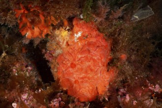 Bright orange Orange upholstery sponge (Reniera fulva) underwater among diverse marine life and