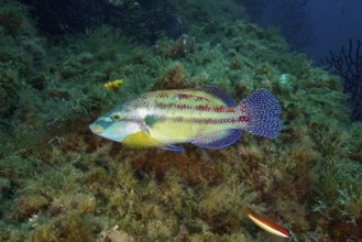 Colourful peacock wrasse (Symphodus tinca) with patterned scales swimming over a densely overgrown