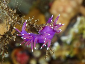 Small bright reddish-purple Edmundsella pedata in front of a coral-like substrate in the