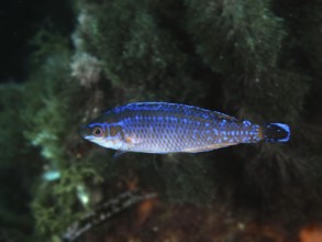 A blue fish, blacktail wrasse (Symphodus melanocercus), swimming in a reef with green underwater
