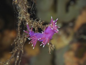 Edmundsella pedata (Edmundsella pedata) with pink and purple colouring on a branch of algae in the