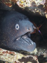 A Mediterranean moray eel (Muraena helena) with open mouth being groomed by a Mediterranean cleaner
