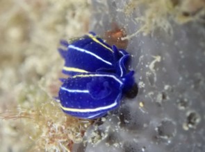 Small bright blue nudibranch, Orsini star snail (Felimare orsinii), with yellow and white stripes