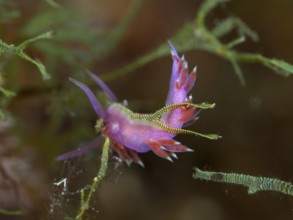 Small Edmundsella pedata (Edmundsella pedata) with visible tentacles in the Mediterranean Sea near