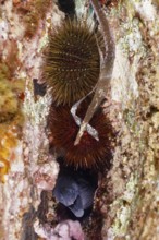 Stone urchin (Paracentrotus lividus) and Mediterranean moray eel (Muraena helena) hidden in a