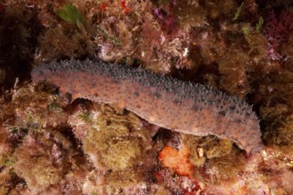 A brown sea cucumber, Isostichopus badionotus (Holothuria forskali), crawls over a reef in the
