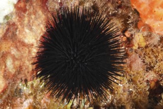 Arbacia lixula (Arbacia lixula) on a reef surrounded by colourful algae and seabed structures in