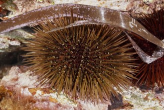 Brown sea urchin (Paracentrotus lividus) under a large leaf on a reef in the Mediterranean Sea near