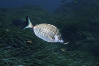 Silver fish, Pinniped (Diplodus puntazzo), in an underwater environment of seaweed, surrounded by