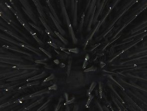 Close-up of the spines of an Arbacia lixula in the Mediterranean Sea near Hyères, dive site Giens