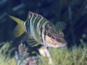 Close-up of a striped fish with colourful details, sculpin (Serranus scriba), in the Mediterranean