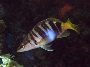 A striped fish, the scribbled perch (Serranus scriba), swimming in the dark underwater environment