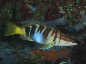 A fish with stripes, scribbled perch (Serranus scriba), swimming in front of a coloured background