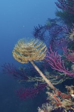 Screwfish (Sabella spallanzanii) between purple Violescent sea-whips (Paramuricea clavata) in the