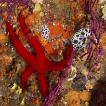An orange starfish (Hacelia attenuata) lies on a colourful reef full of life in the Mediterranean