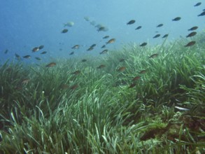 Small fish swimming above a dense field of seagrass, Neptune grass (Posidonia oceanica), underwater