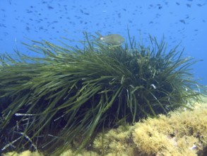 A fish swims over dense seagrass, Neptune grass (Posidonia oceanica), on the bottom in the
