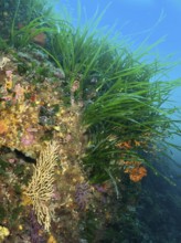 A colourful mixture of gorgonians, Neptune grass (Posidonia oceanica), seagrass and algae grows on