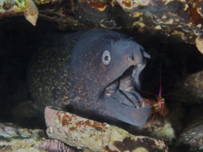 A Mediterranean moray eel (Muraena helena) with its mouth open being groomed by a Mediterranean