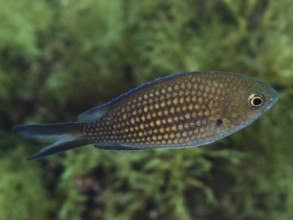 A monkfish (Chromis chromis) with scaly skin swims in the water against a green background in the