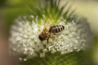 Close-up of a honey bee (Apis) on a flowering weaver's card (Dipsacus sativus), Neunkirchen, Lower