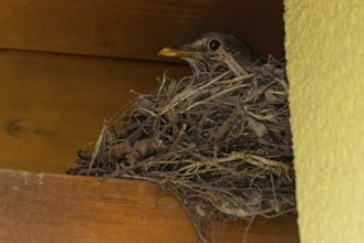 Female blackbird (Turdus merula) sitting in a nest of twigs under a wooden ledge, Ternitz, Lower
