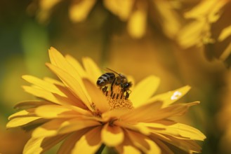 Macro photograph of a honeybee (Apis) on a yellow flower of the sun's eye, (Heliopsis),