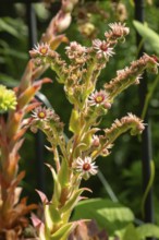 Flowering houseleek (Sempervivum) in natural surroundings, Neunkirchen, Lower Austria, Austria